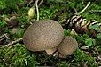 21 Commons:Picture of the Year/2011/R1/Lycoperdon-umbrinum-bräunlicher-stäubling.jpg