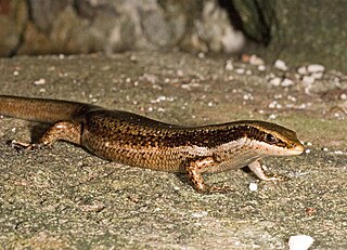 <i>Mabuya</i> Genus of lizards