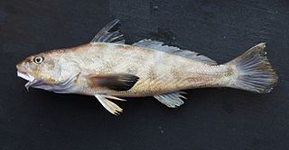 <i>Menticirrhus</i> Genus of fishes