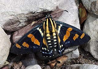 <i>Mimardaris</i> Genus of butterflies