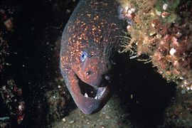 Murène de Californie (Gymnothorax mordax)