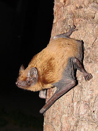 <span class="mw-page-title-main">Common noctule</span> Species of bat