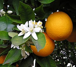 Narancs virága és termése narancsfán