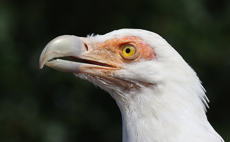 Palm-nut vulture (Gypohierax angolensis)