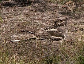 Engoulevent d'Europe (Caprimulgus europaeus)