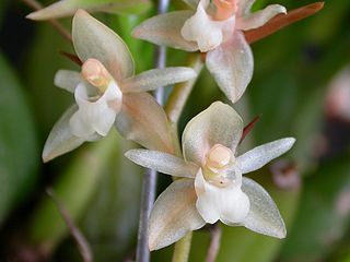 <i>Pholidota</i> (plant) Genus of orchids