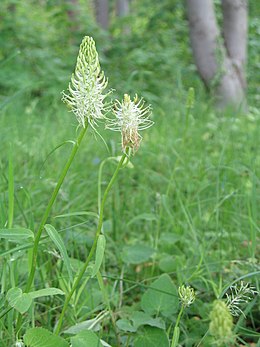 Varpotoji glaudenė (Phyteuma spicatum)