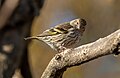 Image 105Pine siskin in Green-Wood Cemetery