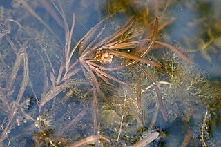 <i>Potamogeton obtusifolius</i> Species of aquatic plant