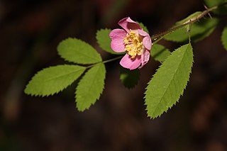 <i>Rosa gymnocarpa</i> Species of flowering plant