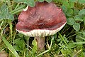 Russula fuscorubroides