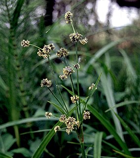 <i>Scirpus microcarpus</i> Species of grass-like plant