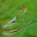 Sybilla pretiosa, familia Mantidae, comúnmente conocidas como mantis. Por Lviatour.