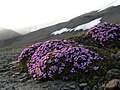 Leggstutt túvublóma (Silene acaulis)