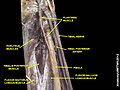 Muscles of the leg. Posterior view.