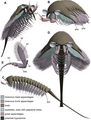 Image 283D model of Tanglangia longicaudata. en=endopod, ex=exopod (from Megacheira)