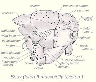 <span class="mw-page-title-main">Notopleuron</span>