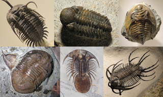 <span class="mw-page-title-main">Trilobite</span> Class of extinct, Paleozoic arthropods