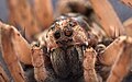 * Nomination Wolf spider, frontal view --Hsingtism 21:08, 6 June 2021 (UTC) * Decline  Oppose not much DoF --Charlesjsharp 21:20, 6 June 2021 (UTC)  Oppose Too many dust spots at background--Lmbuga 13:26, 7 June 2021 (UTC)