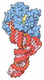 Elongation factor set of proteins