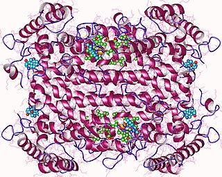 <span class="mw-page-title-main">Tryptophan 2,3-dioxygenase</span> Mammalian protein found in Homo sapiens