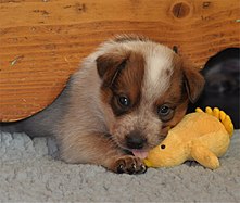 Chiot Bouvier Australien