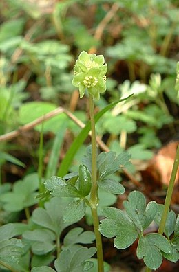 Muskusinis ūksminas (Adoxa moschatellina)