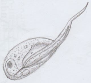 <span class="mw-page-title-main">Apusozoa</span> Phylum of micro-organisms