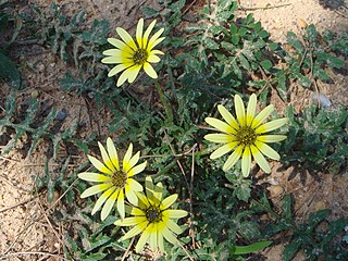 <i>Arctotheca calendula</i> Species of plant