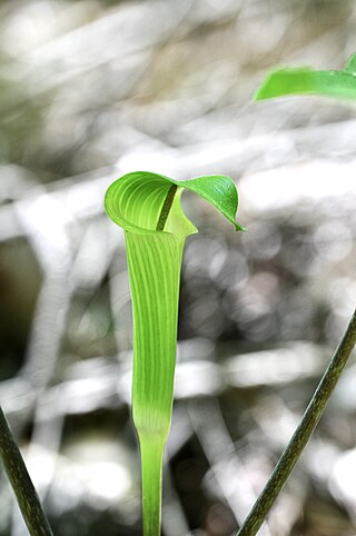 <i>Arisaema quinatum</i> Species of flowering plant