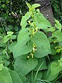 Conto saka inflorescences frondose ing Aristolochia clematitis.