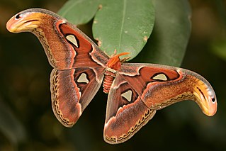 <span class="mw-page-title-main">Moth</span> Group of mostly-nocturnal insects in the order Lepidoptera