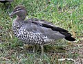 ♀ Royal National Park, Australia