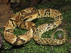 Bothropoides jararaca