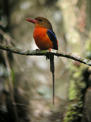 <span class="mw-page-title-main">Paradise kingfisher</span> Genus of birds