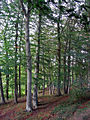 Fageda de Fagus sylvatica a Buchenwald (Alemanya)