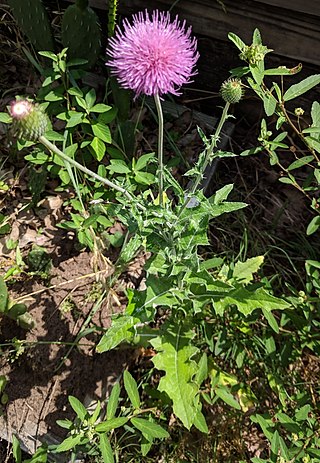 <i>Cirsium texanum</i> Species of thistle