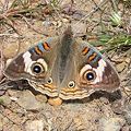 Common Buckeye, Junonia coenia.