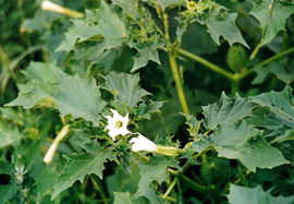 Datura stramonium