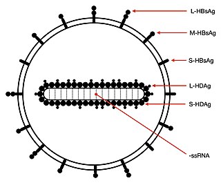 <i>Ribozyviria</i> Realm of viruses