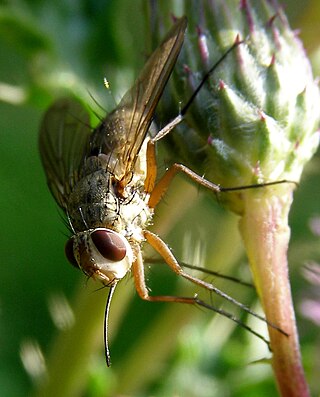 <i>Prosena siberita</i> Species of fly