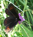 Erebia aethiops