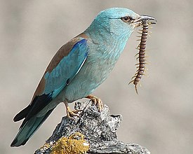 Χαλκοκουρούνα με τη λεία της