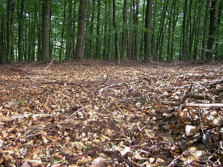 <span class="mw-page-title-main">Forest floor</span> Part of the forest ecosystem