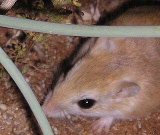 <span class="mw-page-title-main">Hairy-footed gerbil</span> Species of mammal from Southern Africa