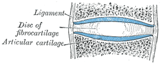 <span class="mw-page-title-main">Amphiarthrosis</span>