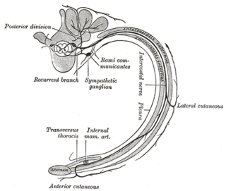 Intercostal nerves