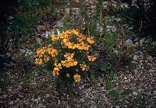 <i>Helenium amarum</i> species of plant