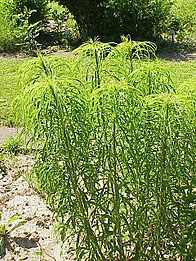 Willowleaf sunflower (H. salicifolius)