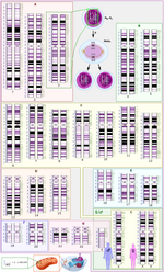 Thumbnail for Satellite chromosome